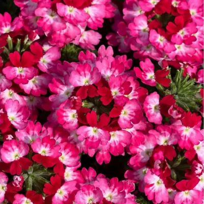 Вербена Дримс Пурпл Ред - Dolina-Sad.Ru