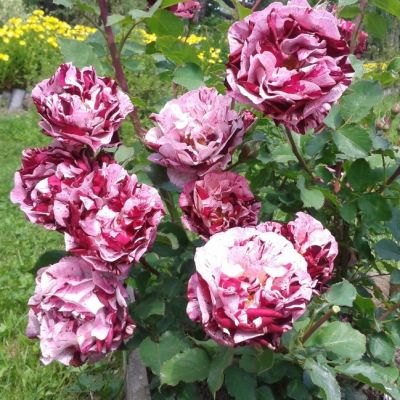 Роза Нью Имэджин Роза Нью Имэджин - Dolina-Sad.Ru