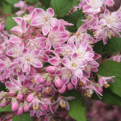 Дейция гибридная Турбиллон Руж фото