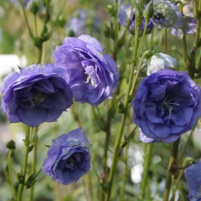 Колокольчик Ля Белль Блю - Dolina-Sad.Ru