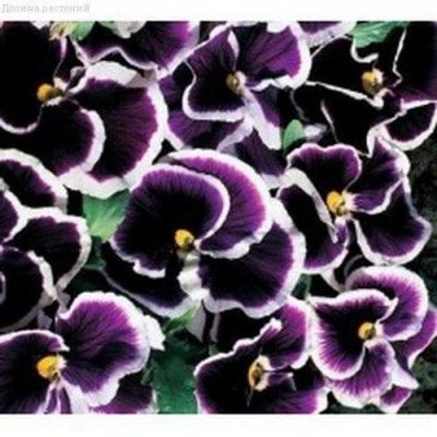 Анютины Глазки Черника со сливками Анютины Глазки Черника со сливками фото