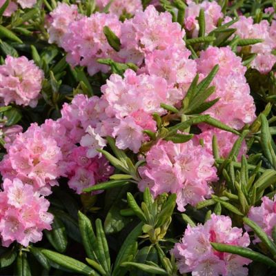 Рододендрон Хельсинский Университет Рододендрон Хельсинский Университет - Dolina-Sad.Ru