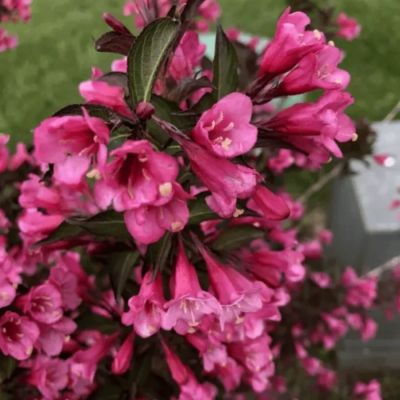 Вейгела цветущая Танго, С3 - Dolina-Sad.Ru