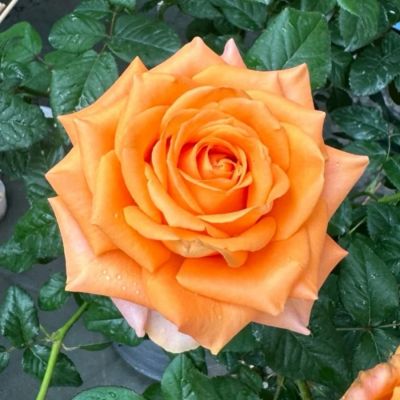 Роза Кингс Дей в горшке - Dolina-Sad.Ru