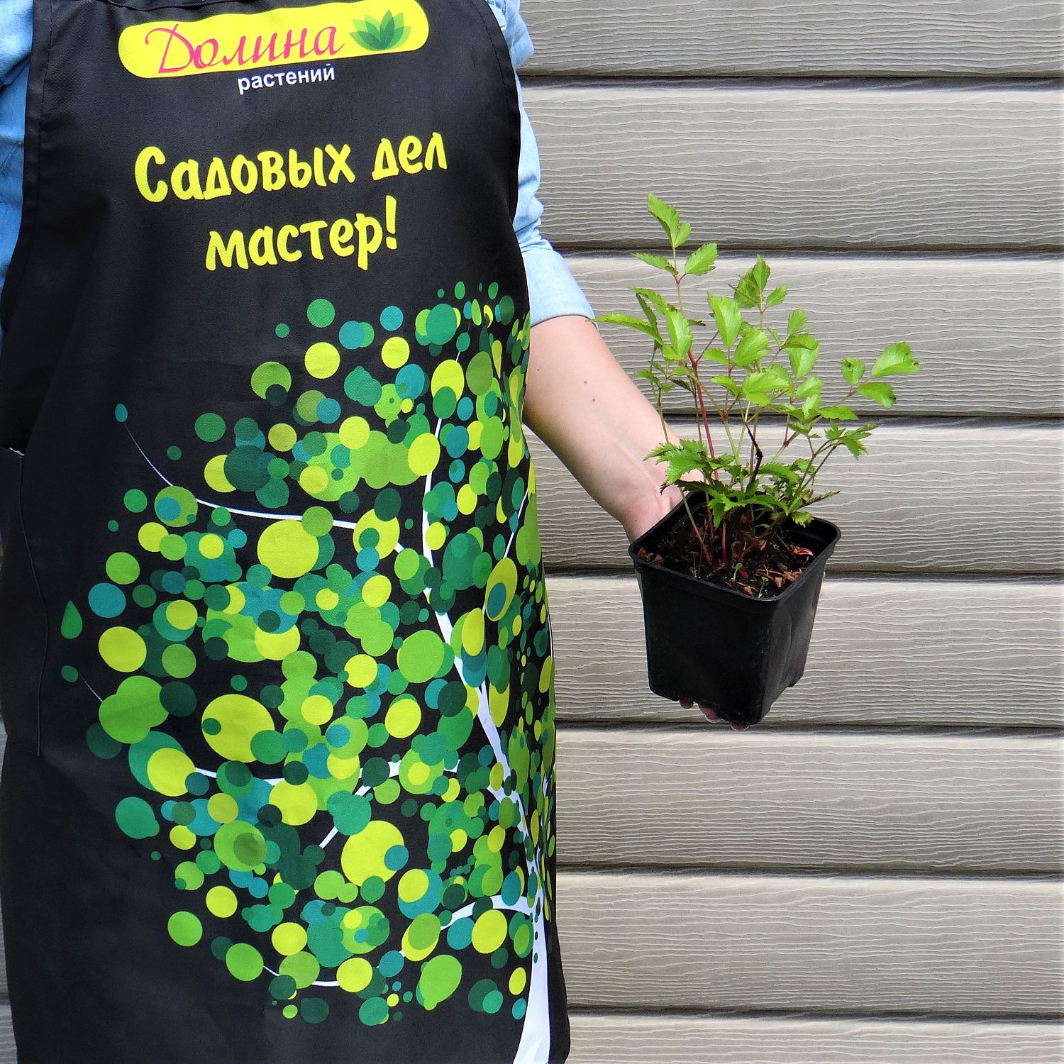 Астильба Арендса Астари Роуз Шейдс Астильба Арендса Астари Роуз Шейдс фото