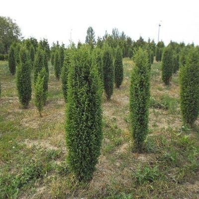 Можжевельник обыкновенный Сентинел - Dolina-Sad.Ru