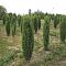 Можжевельник обыкновенный Сентинел - Dolina-Sad.Ru