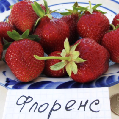 Клубника Флоренс/Поздняя Клубника Флоренс/Поздняя - Dolina-Sad.Ru