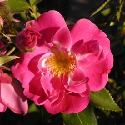 Роза Уильям Баффин Роза Уильям Баффин - Dolina-Sad.Ru