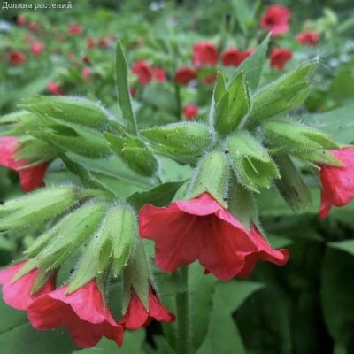 Медуница красная Бовлес Ред - Dolina-Sad.Ru