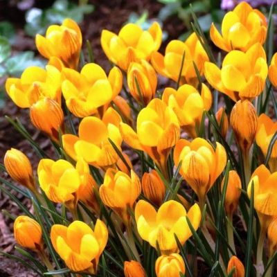 Крокус Фускотинктус Крокус Фускотинктус фото