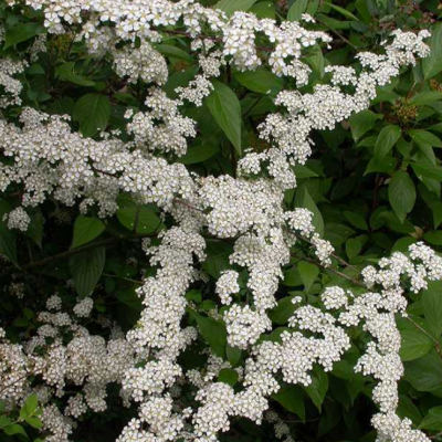 Спирея ниппонская Джун Брайд фото