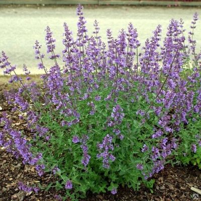 Котовник фассена Кит Кат - Dolina-Sad.Ru