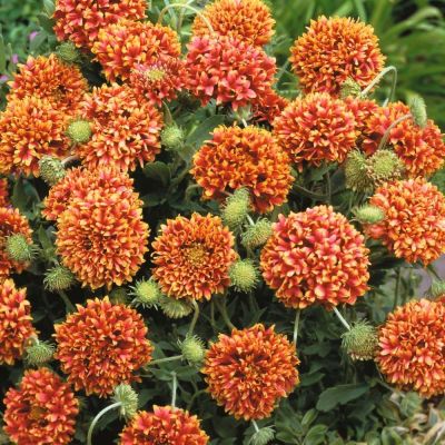 Гайлардия Лоллипап Двухцветная фото