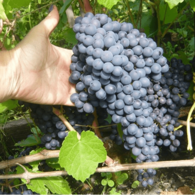 Виноград Памяти Домбковской (бессемянный) Виноград Памяти Домбковской (бессемянный) фото