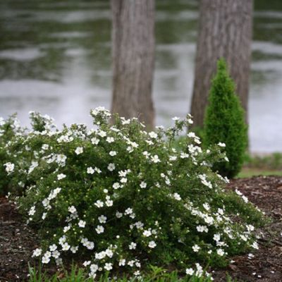 Лапчатка кустарниковая Aбботсвуд, С1,5 Лапчатка кустарниковая Aбботсвуд, С1,5 - Dolina-Sad.Ru