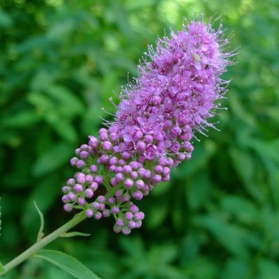 Спирея Дуглас Спирея Дуглас - Dolina-Sad.Ru