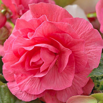 Бегония Дабл Пинк Бегония Дабл Пинк фото