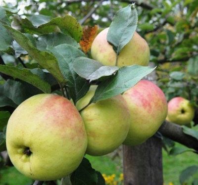 Яблоня Синап орловский/Зимняя Яблоня Синап орловский/Зимняя фото