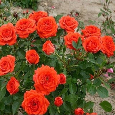 Роза Оранж Беби - Dolina-Sad.Ru