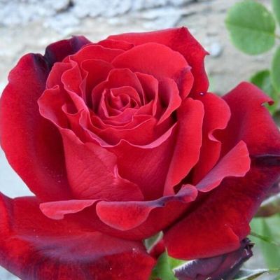 Роза Магнум - Dolina-Sad.Ru