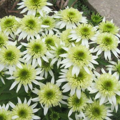 Эхинацея Меринга , Эхинацея Меринга , фото