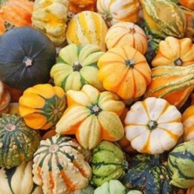Тыква декоративная Ассорти Тыква декоративная Ассорти фото