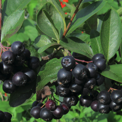 Рябина черноплодная Мичурина Амит - Dolina-Sad.Ru