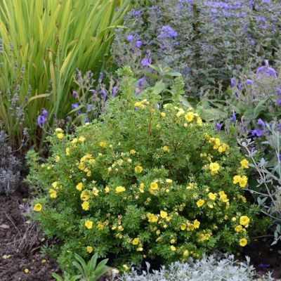 Лапчатка кустарниковая Дабл Панч Голд - Dolina-Sad.Ru