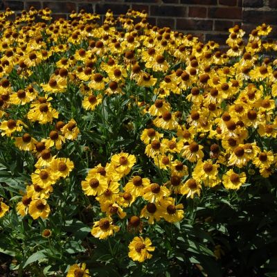 Гелениум Везерголд Гелениум Везерголд - Dolina-Sad.Ru