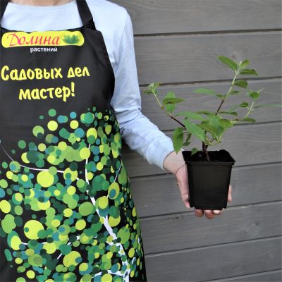 Гортензия метельчатая Даймонд Руж / Рендиа Гортензия метельчатая Даймонд Руж / Рендиа фото