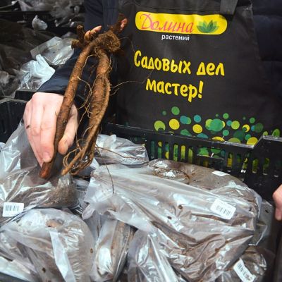 Пион Лондон Пион Лондон - Dolina-Sad.Ru