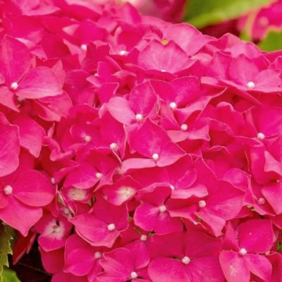 Гортензия крупнолистная Ребелион Феррари Лав - Dolina-Sad.Ru