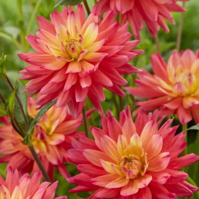 Георгина Рэйтбол Силинс Георгина Рэйтбол Силинс - Dolina-Sad.Ru