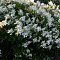 Гортензия метельчатая Уайт Леди фото