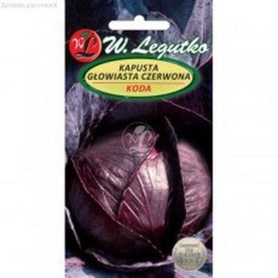 Капуста краснокочанная Кода (Польша) Капуста краснокочанная Кода (Польша) фото