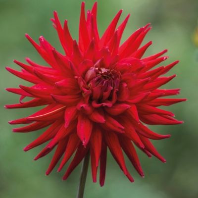 Георгина Карма Ред Корона - Dolina-Sad.Ru