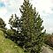 Сосна горная крючковатая - Dolina-Sad.Ru