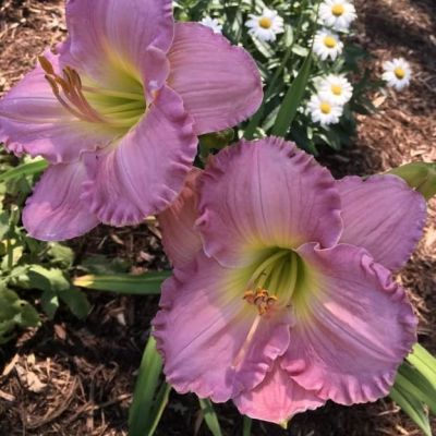 Лилейник Блю Шин Лилейник Блю Шин фото