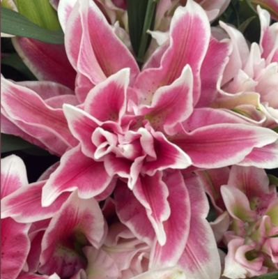 Лилия Роузлили Олимпия Лилия Роузлили Олимпия - Dolina-Sad.Ru