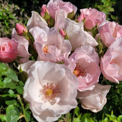 Роза Пинк пилар Роза Пинк пилар - Dolina-Sad.Ru