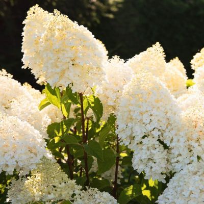 Гортензия метельчатая Шугар Раш, С3 - Dolina-Sad.Ru