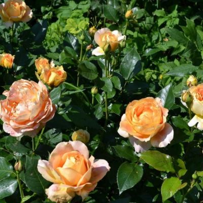 Роза Джинджер Силлабаб Роза Джинджер Силлабаб - Dolina-Sad.Ru