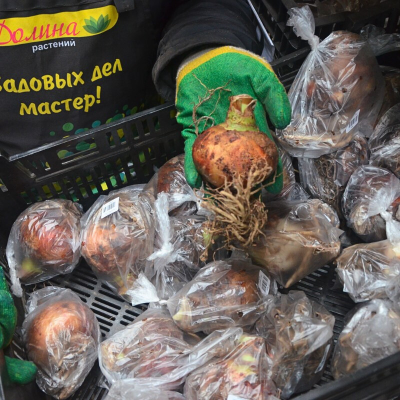 Амариллис Барбадос фото