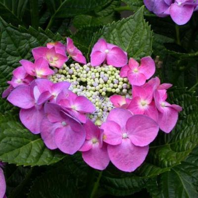 Гортензия крупнолистная Фазан, С2 Гортензия крупнолистная Фазан, С2 - Dolina-Sad.Ru