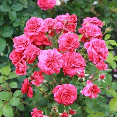 Роза Сангрия - Dolina-Sad.Ru