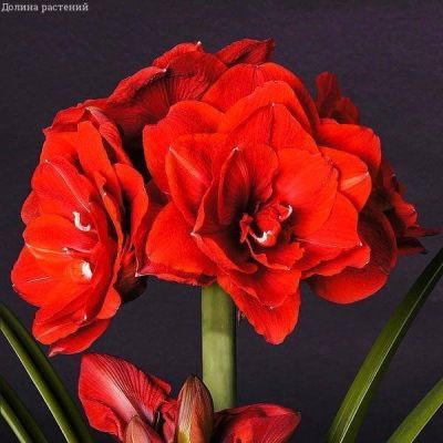 Амариллис Черри Нимф Амариллис Черри Нимф фото