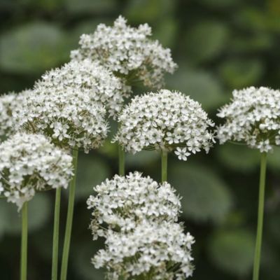 Аллиум Нигрум Аллиум Нигрум - Dolina-Sad.Ru