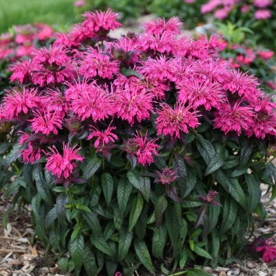 Монарда Шуга Баз Берри Таффи Монарда Шуга Баз Берри Таффи - Dolina-Sad.Ru