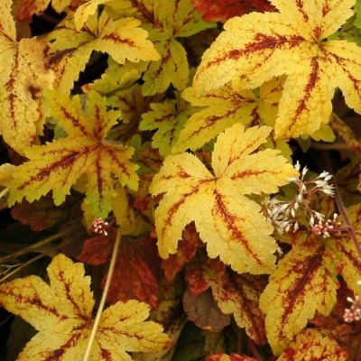 Гейхерелла Санрайз Фолс Гейхерелла Санрайз Фолс - Dolina-Sad.Ru